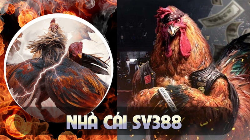 Nhà cái SV388 - Sân chơi quốc tế đỉnh cao