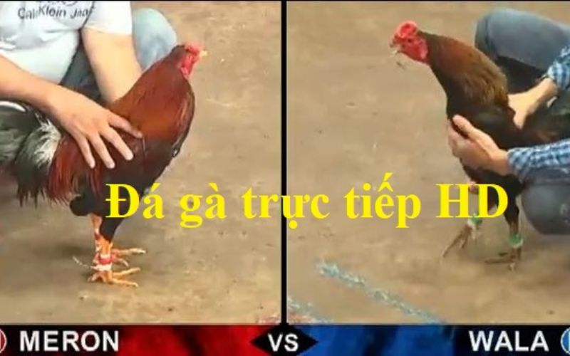 đá gà trực tiếp daga666