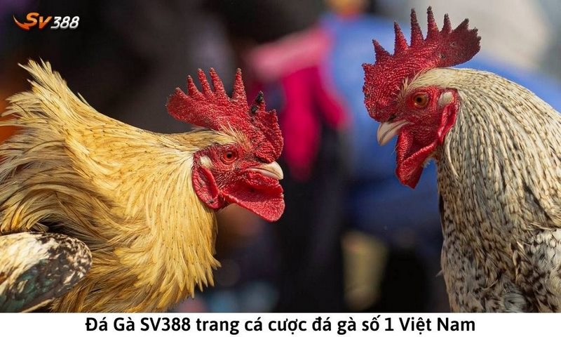 Đôi nét về SV388 - Chuyên trang đá gà số 1 thị trường