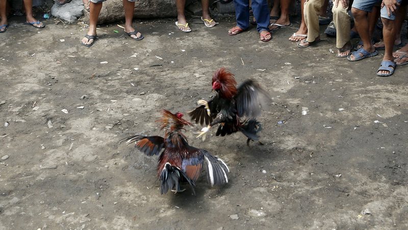 Gà tre đá giải