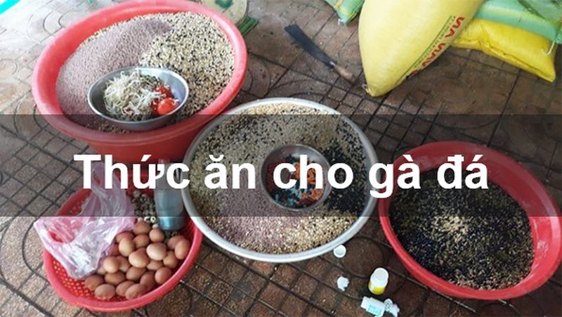 Gà tre đá giải