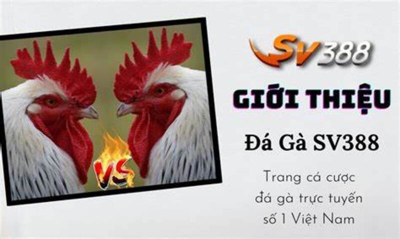 nhà cái SV388 có lừa đảo không