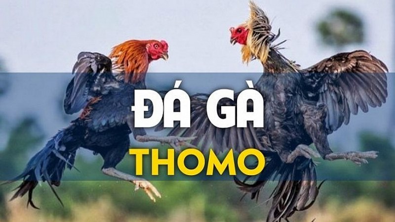 video đá gà thomo