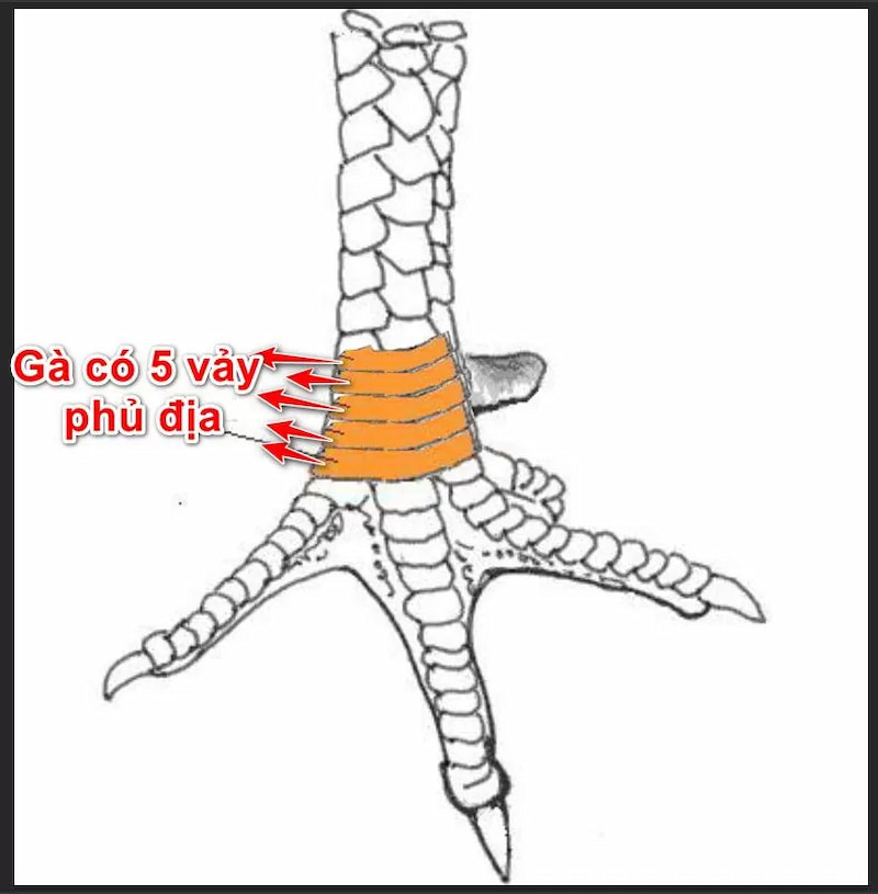 xem vảy gà tốt