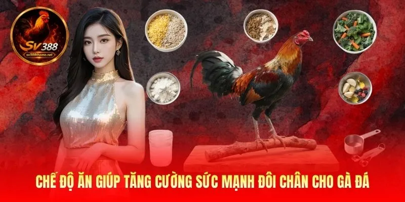 Chế độ ăn giúp tăng cường sức mạnh đôi chân cho gà đá