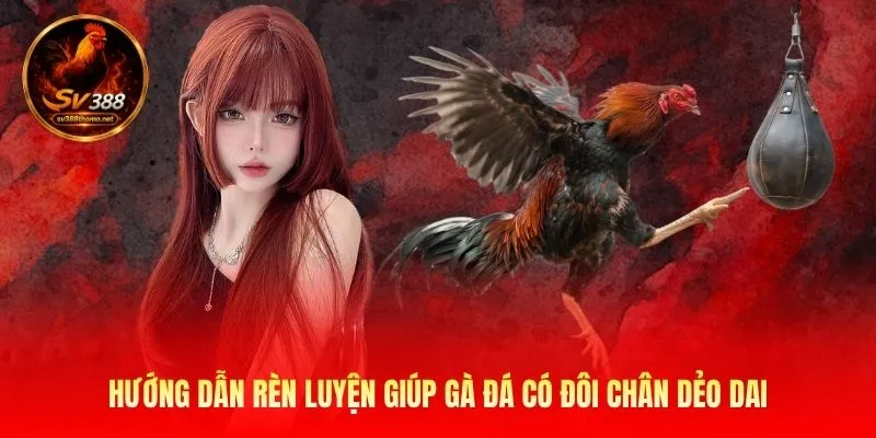 Hướng dẫn rèn luyện giúp gà đá có đôi chân dẻo dai