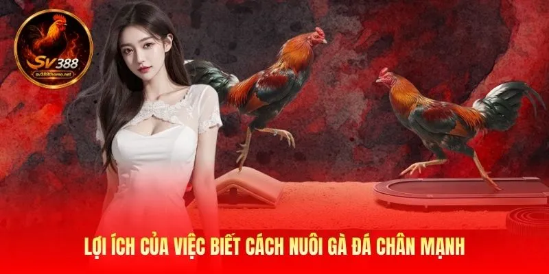 Lợi ích của việc biết cách nuôi gà đá chân mạnh